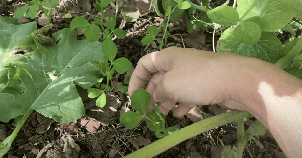 Pea seedlings